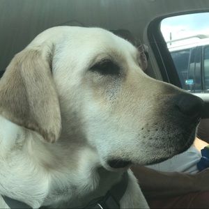 Meet your Posher, Dawn